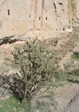 [Bandelier Cholla]