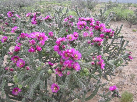 [Tree Cholla]