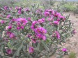 [Tree Cholla]