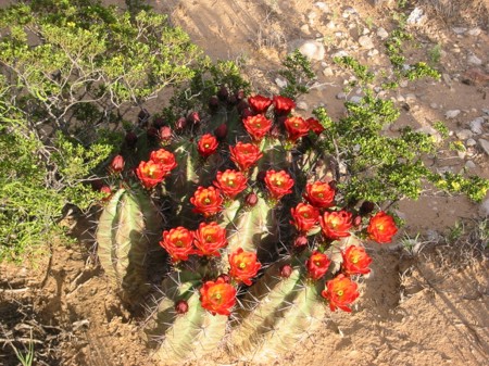 [Claret Cup Hedgehog Cactus]