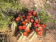 [Claret Cup Hedgehog Cactus]