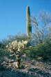 [Teddy Bear Cholla]