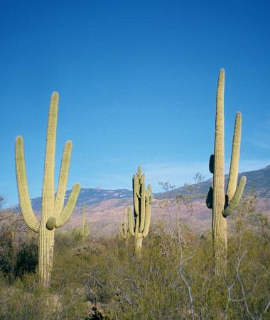 [Three Saguaros]