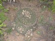 [Pincushion Cactus Cluster]