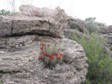 [Claret Cup on a Rock]