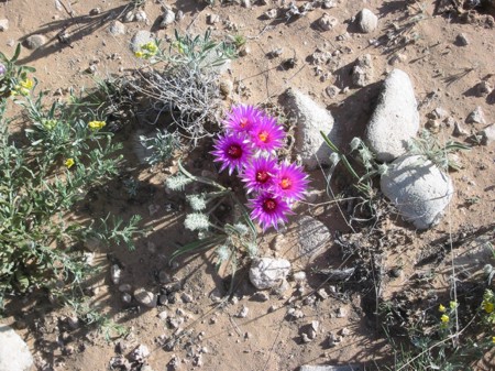 [Beehive Cactus]