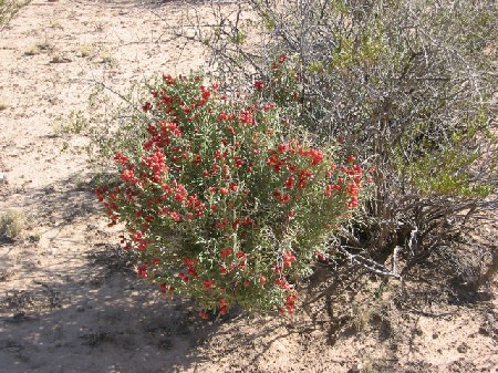 [Desert Christmas Cactus]