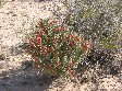 [Desert Christmas Cactus]