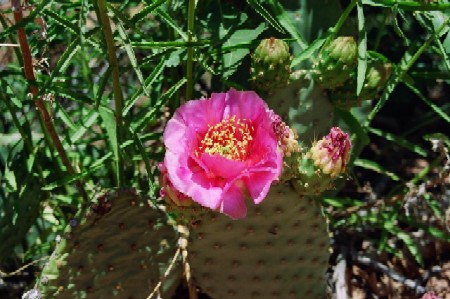 [Beavertail Prickly Pear]