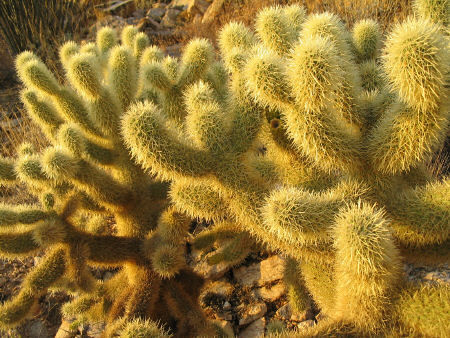 [Teddy Bear Cholla]