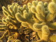 [Teddy Bear Cholla]