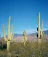 [Three Saguaros]