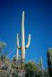 [Stereotypical Saguaro]